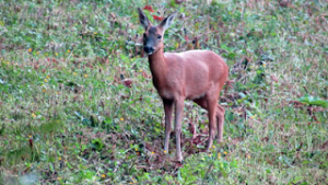 DEER SLADNOR PARK