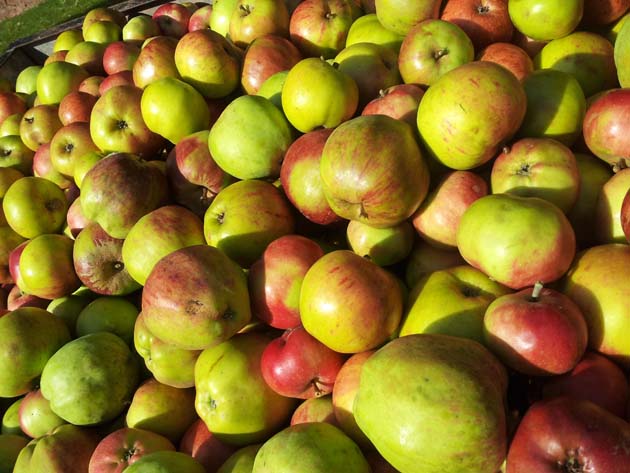 Apple Day at Sharpham House – Sunday October 4th
