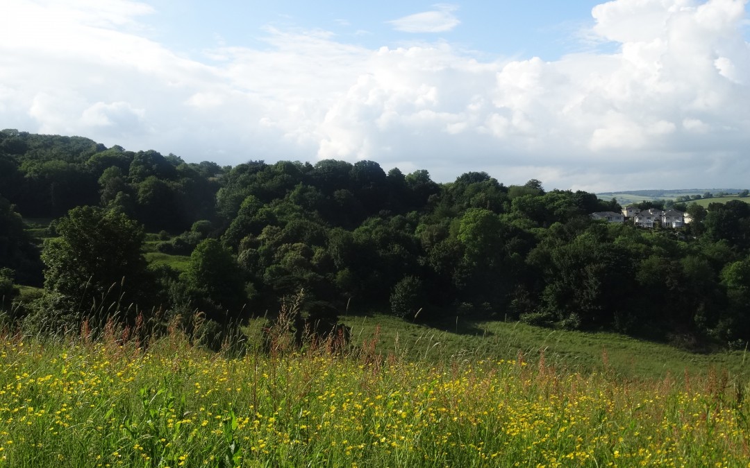 SLADNOR PARK WOODLAND